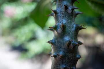 Close-up of Pachypodium Baronie Thorny Trunk