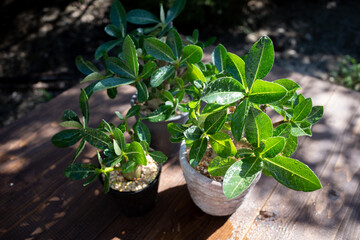 Adenium Leaves with Water Droplets in Sunlight
