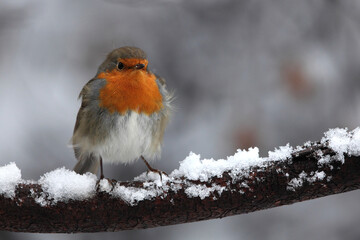 Robin under the snowfall