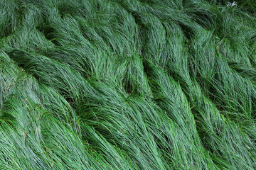 Grass shaped by wind and rain