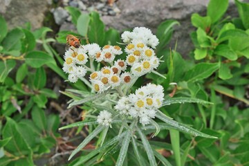 ヤマハハコの花とミツバチ