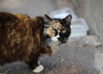 Nice cat in the street walking in summer day	
