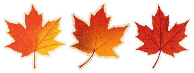 Obraz premium PNG Vibrant autumn maple leaves illustration, element set on transparent background