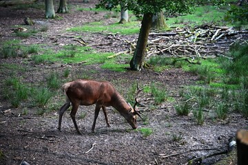A wild deer grazes in a preserved forest near a European metropolis, highlighting the diversity of habitats and the coexistence of urban life with natural ecosystems and protected wildlife.