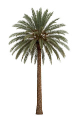 Solitary palm tree with a transparent backdrop providing a seamless integration into any design