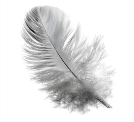 Obraz premium Light gray feather, detailed, delicate, isolated