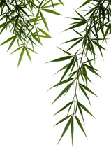 Obraz premium Serene bamboo foliage cascading against a pristine clear backdrop creating a calming zen atmosphere