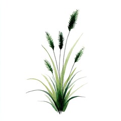 Watercolor illustration of a cluster of grass