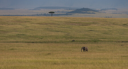 Elephant on safari in Africa