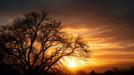 Obraz premium Serene Sunset with Silhouette of a Leafless Tree