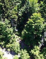 Fototapeta premium High-angle view of a dense forest