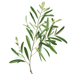 Obraz premium olive branch with delicate stems and subtle leaf veins, isolated on a transparent background. Generative AI