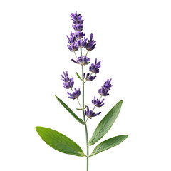 Obraz premium Delicate lavender sprigs on a transparent background. Generative AI