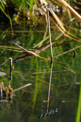 Twelve-Spotted Skimmer Dragonfly perched on dead reed and reflected in water