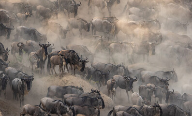 Great wildebeest and zebra migration in Maasai Mara, Africa 