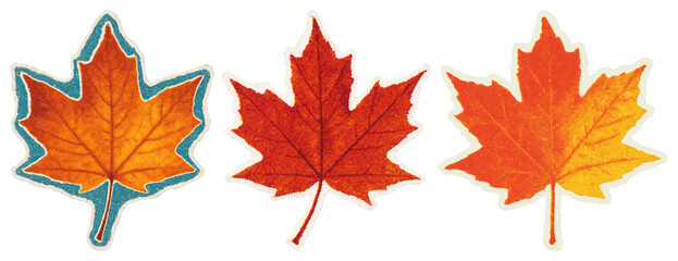 Fototapeta premium PNG Vibrant autumn maple leaves illustration, element set on transparent background