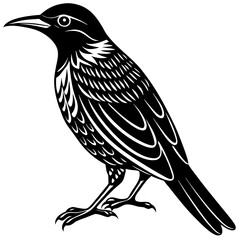 Fototapeta premium honey eater silhouette black animal victor