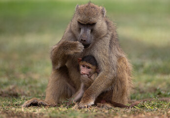 Baboon baby in Amboseli National Park, Kenya, Africa 