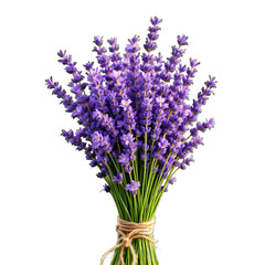 Obraz premium A beautiful bunch of fresh purple lavender flowers tied with twine, isolated on transparent background, showcasing its delicate petals and vibrant color, perfect for aromatherapy and natural remedies