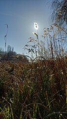 Obraz premium reed in the sunlight autumn landscape