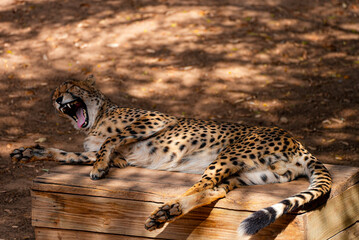A cheetah is captured mid-yawn while resting on a wooden platform. Its spotted body stretches along...