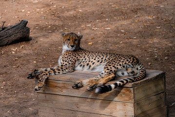 A majestic cheetah rests on a wooden platform, its spotted coat stretched out across the surface. The animal gazes into the distance, exuding elegance and calm. 