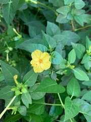 yellow flowers in the garden