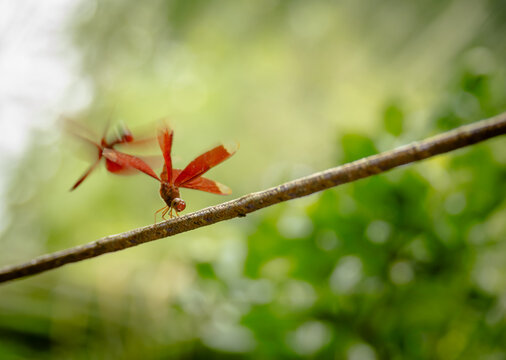 Fighting dragonflies on a string 