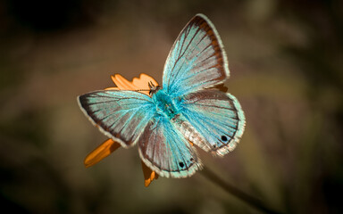 butterfly on a flower