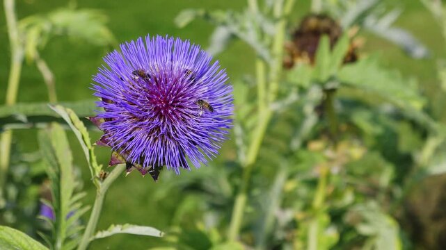 Bees Pollinating a Globe Thistle (Echinops ritro) Flower
Close-up of honeybees gathering nectar from a vibrant purple globe thistle (Echinops ritro) in full bloom.
