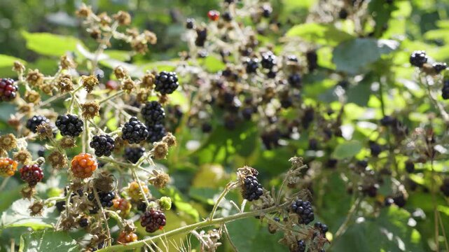 Ripe Wild Blackberries (Rubus fruticosus) on a Bramble in Summer.
Close-up footage of ripe wild blackberries (Rubus fruticosus) growing on a sunlit bramble in the countryside.