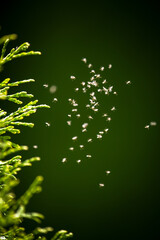 a flying swarm of mosquitoes in the sunlight at a warm summer day