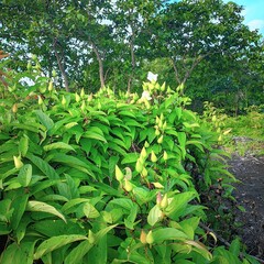 "Lush natural garden with green plants and refreshing atmosphere."