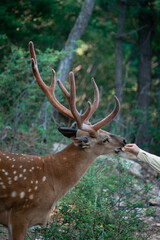 Obraz premium Sika deer in the jungle