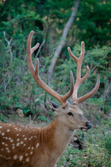 Sika deer in the jungle