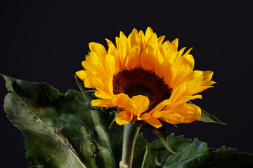 2025_Sonnenblume im Studiolicht