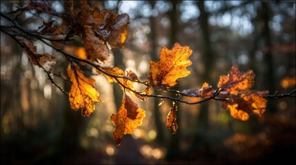 Branch with amber oak leaves illuminated by sun in an autumnal forest scene