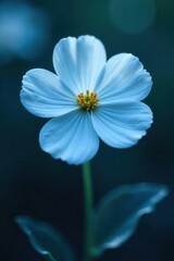 Single flower, minimalist x-ray; soft blue hues, blurred details; white background , image, background