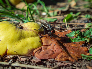 A fly on a rotten quince on the ground