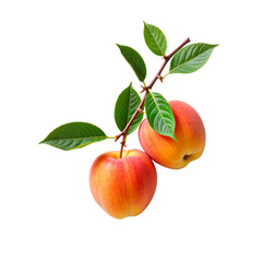 Fresh apple branch with ripe fruit on Isolated background, natural beauty