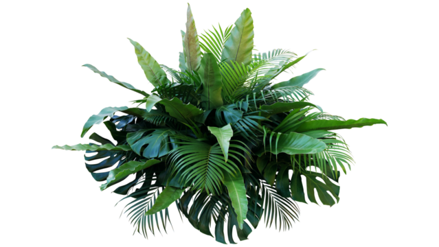 Tropical plant isolated, jungle leaves isolated, green foliage isolated
Palm leaf isolated, exotic plant isolated, rainforest leaf isolated
Monstera leaf isolated, fern plant isolated, natural greener