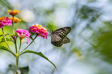 A striking black-and-white butterfly, possibly a Common Mime, delicately perches on a cluster of vibrant pink and yellow lantana flowers.