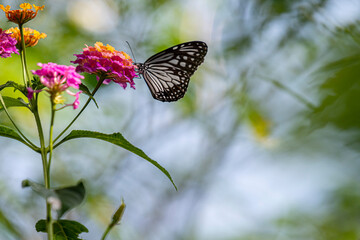 A striking black-and-white butterfly, possibly a Common Mime, delicately perches on a cluster of vibrant pink and yellow lantana flowers.