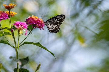 A striking black-and-white butterfly, possibly a Common Mime, delicately perches on a cluster of vibrant pink and yellow lantana flowers.