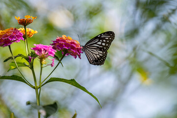 Fototapeta premium A striking black-and-white butterfly, possibly a Common Mime, delicately perches on a cluster of vibrant pink and yellow lantana flowers.