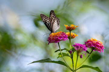A striking black-and-white butterfly, possibly a Common Mime, delicately perches on a cluster of vibrant pink and yellow lantana flowers.