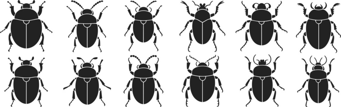 Beetle Bug Vector