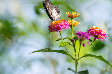 A striking black-and-white butterfly, possibly a Common Mime, delicately perches on a cluster of vibrant pink and yellow lantana flowers.