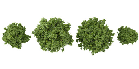 Obraz premium 3d illustration of Quercus trees on transparent background from top view