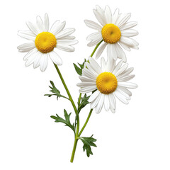 Daisies bouquet, close-up, white background, floral design, website decoration